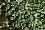 Floating marsh pennywort